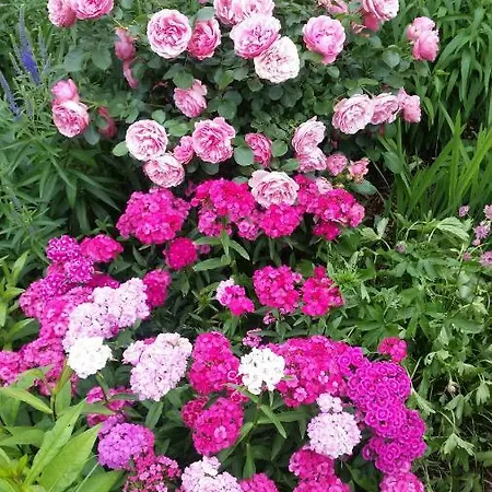 Lieblingsplatz Altenstadt (Swabia)